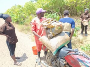 Insecurity, other factors limit cashew farming in Nigeria